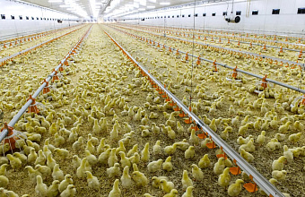 New poultry farm for 15 thousand birds to be launched in southern Dagestan