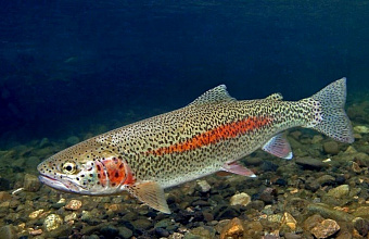 Dagestan creates network of enterprises for trout farming