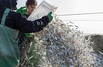 Industrial fishing of sprat in Dagestan suspended due to heat wave