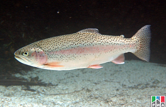 Daghestan trout may become republic’s hallmark 