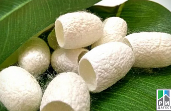 Dagestan revives silkworms breeding industry